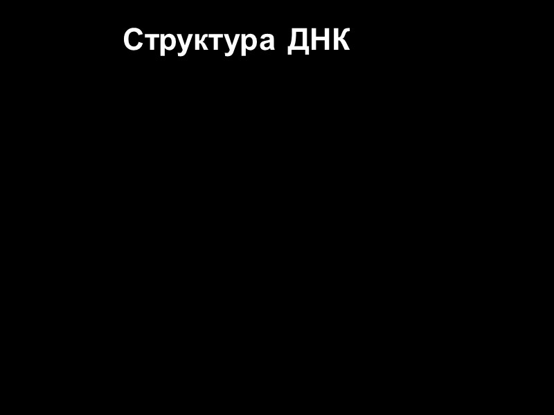 Структура ДНК